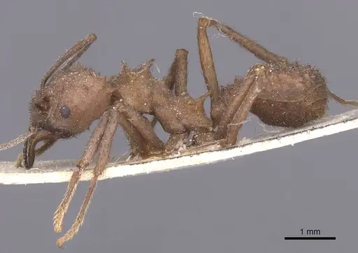 Acromyrmex crassispinus specimen CASENT0912451 image casent0912451_3