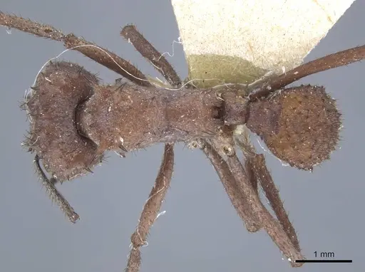 Acromyrmex crassispinus specimen CASENT0917033 image casent0917033_1