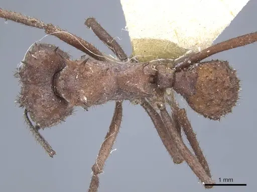 Acromyrmex crassispinus specimen CASENT0917033 image casent0917033_2