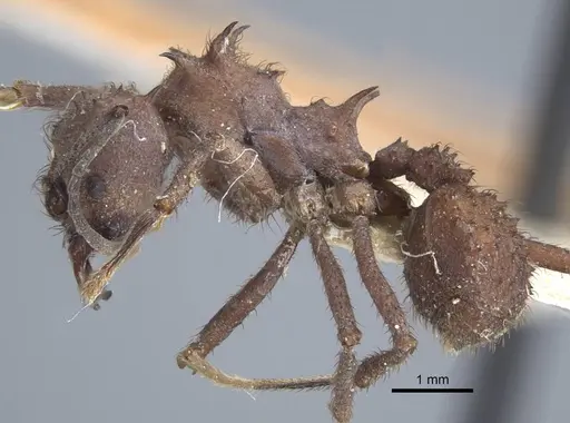 Acromyrmex crassispinus specimen CASENT0917033 image casent0917033_5