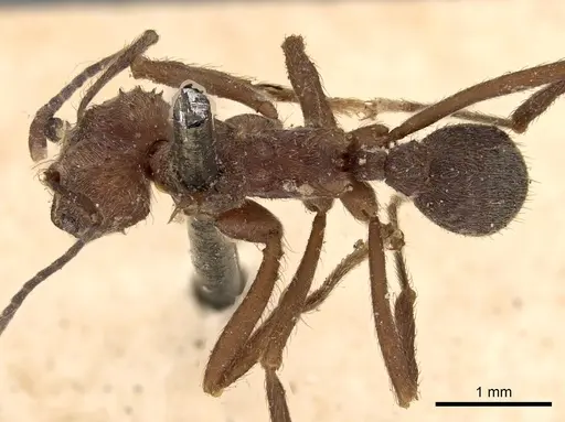 Acromyrmex disciger specimen CASENT0900491 image casent0900491_1