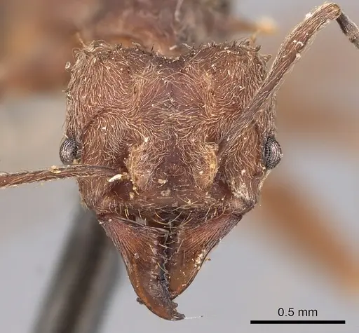 Acromyrmex disciger specimen CASENT0900491 image casent0900491_2