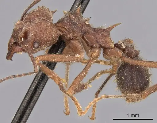Acromyrmex disciger specimen CASENT0900491 image casent0900491_3