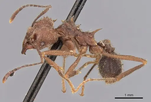 Acromyrmex disciger specimen CASENT0900491 image casent0900491_4
