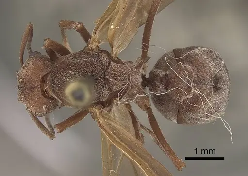 Acromyrmex disciger specimen CASENT0919615 image casent0919615_1