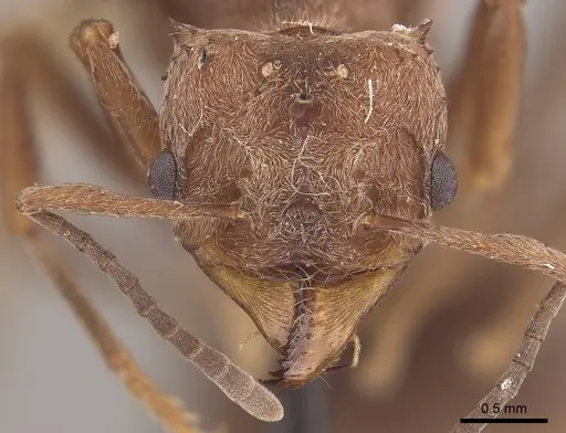 Acromyrmex disciger specimen CASENT0919615 image casent0919615_2