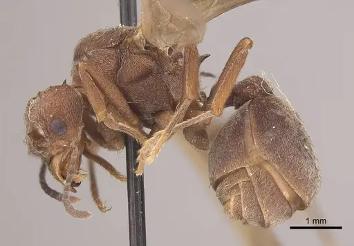 Acromyrmex disciger specimen CASENT0919615 image casent0919615_3
