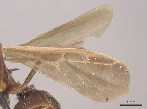 Acromyrmex disciger specimen CASENT0919615 image casent0919615_4