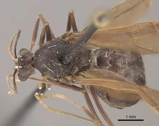 Acromyrmex disciger specimen CASENT0919616 image casent0919616_1
