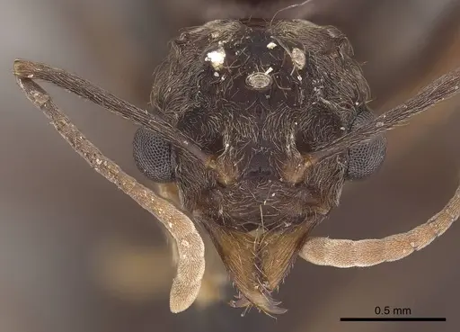 Acromyrmex disciger specimen CASENT0919616 image casent0919616_2