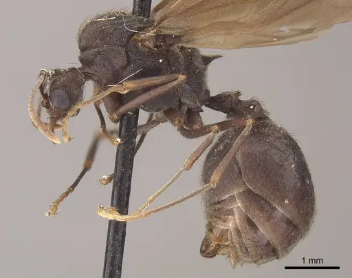 Acromyrmex disciger specimen CASENT0919616 image casent0919616_3