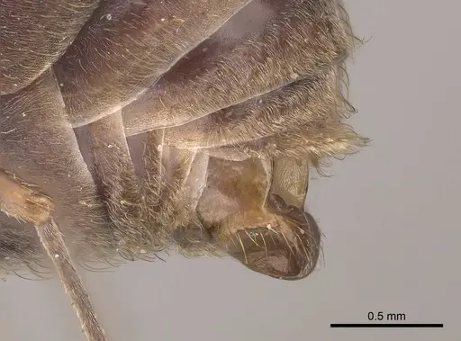Acromyrmex disciger specimen CASENT0919616 image casent0919616_4