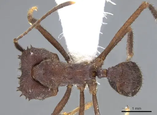Acromyrmex disciger specimen CASENT0922022 image casent0922022_1