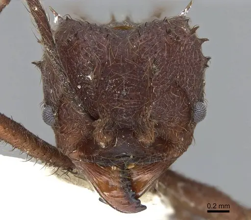 Acromyrmex disciger specimen CASENT0922022 image casent0922022_2