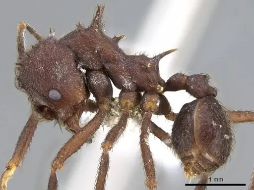 Acromyrmex disciger specimen CASENT0922022 image casent0922022_3