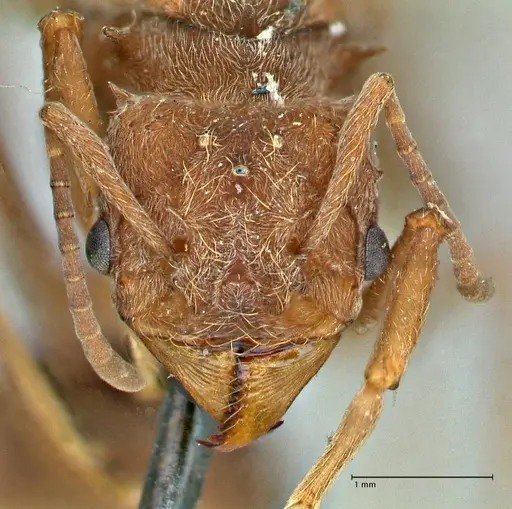 Acromyrmex disciger specimen FOCOL2914 image focol2914_2