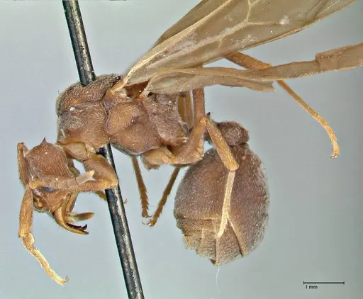 Acromyrmex disciger specimen FOCOL2914 image focol2914_3