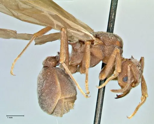 Acromyrmex disciger specimen FOCOL2914 image focol2914_4