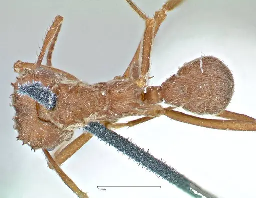 Acromyrmex disciger specimen FOCOL2915 image focol2915_1