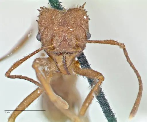 Acromyrmex disciger specimen FOCOL2915 image focol2915_2