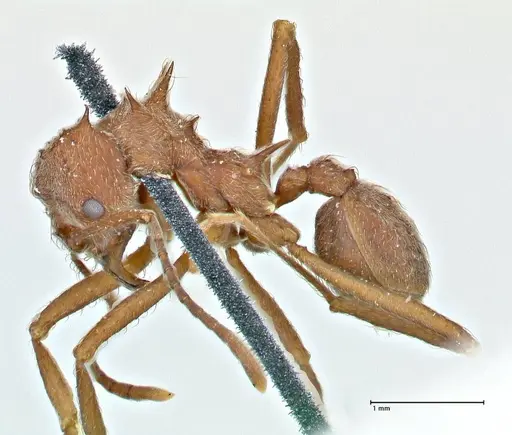 Acromyrmex disciger specimen FOCOL2915 image focol2915_3