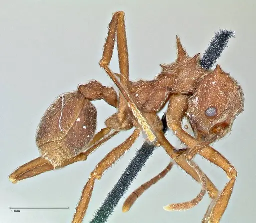 Acromyrmex disciger specimen FOCOL2915 image focol2915_4