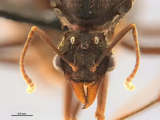 Acromyrmex disciger specimen UFV-LABECOL-001078 image ufv-labecol-001078_2