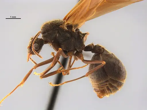 Acromyrmex disciger specimen UFV-LABECOL-001078 image ufv-labecol-001078_3