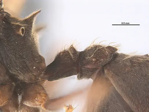 Acromyrmex disciger specimen UFV-LABECOL-001078 image ufv-labecol-001078_4