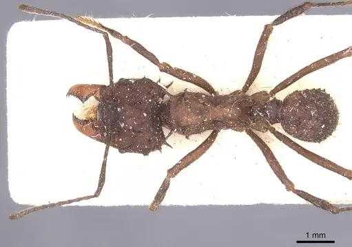 Acromyrmex evenkul specimen CASENT0912452 image casent0912452_1