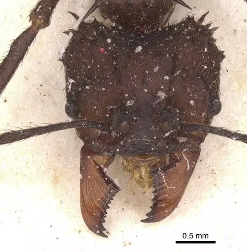 Acromyrmex evenkul specimen CASENT0912452 image casent0912452_2