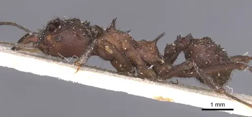Acromyrmex evenkul specimen CASENT0912452 image casent0912452_3