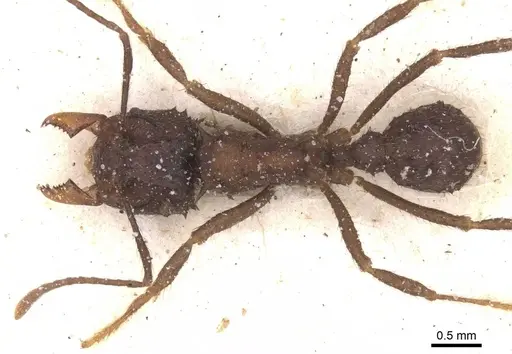 Acromyrmex evenkul specimen CASENT0912453 image casent0912453_1