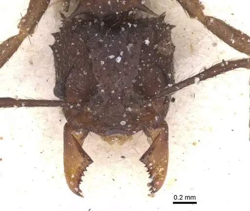 Acromyrmex evenkul specimen CASENT0912453 image casent0912453_2