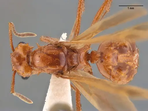 Acromyrmex fowleri specimen ANTWEB1047716 image antweb1047716_1