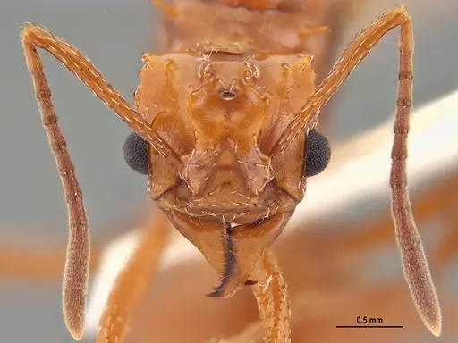 Acromyrmex fowleri specimen ANTWEB1047716 image antweb1047716_2