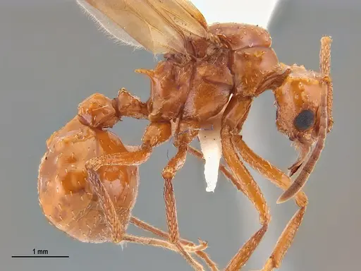 Acromyrmex fowleri specimen ANTWEB1047716 image antweb1047716_3