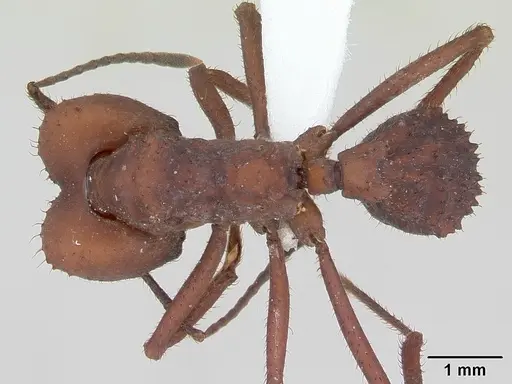 Acromyrmex fracticornis specimen CASENT0173798 image casent0173798_1