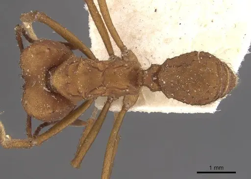 Acromyrmex fracticornis specimen CASENT0909429 image casent0909429_1