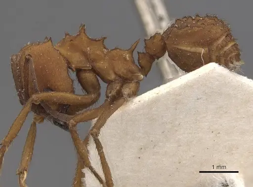 Acromyrmex fracticornis specimen CASENT0909429 image casent0909429_3