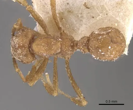 Acromyrmex fracticornis specimen CASENT0909430 image casent0909430_1