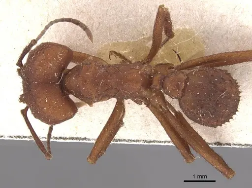 Acromyrmex fracticornis specimen CASENT0909431 image casent0909431_1