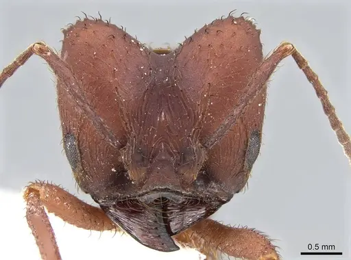 Acromyrmex fracticornis specimen CASENT0922023 image casent0922023_2