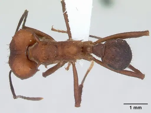 Acromyrmex heyeri specimen CASENT0173795 image casent0173795_1