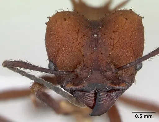 Acromyrmex heyeri specimen CASENT0173795 image casent0173795_2