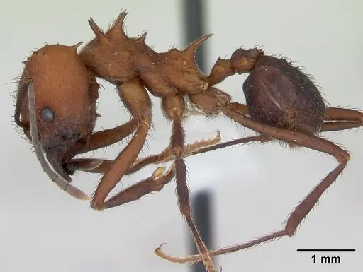 Acromyrmex heyeri specimen CASENT0173795 image casent0173795_3