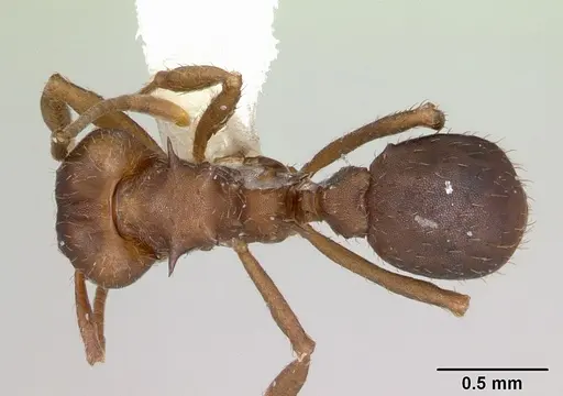 Acromyrmex heyeri specimen CASENT0173796 image casent0173796_1