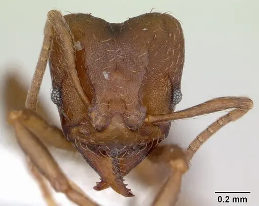 Acromyrmex heyeri specimen CASENT0173796 image casent0173796_2