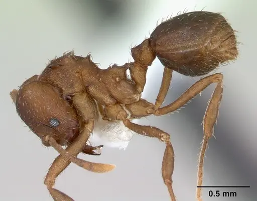 Acromyrmex heyeri specimen CASENT0173796 image casent0173796_3