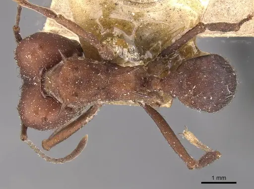 Acromyrmex heyeri specimen CASENT0909432 image casent0909432_1